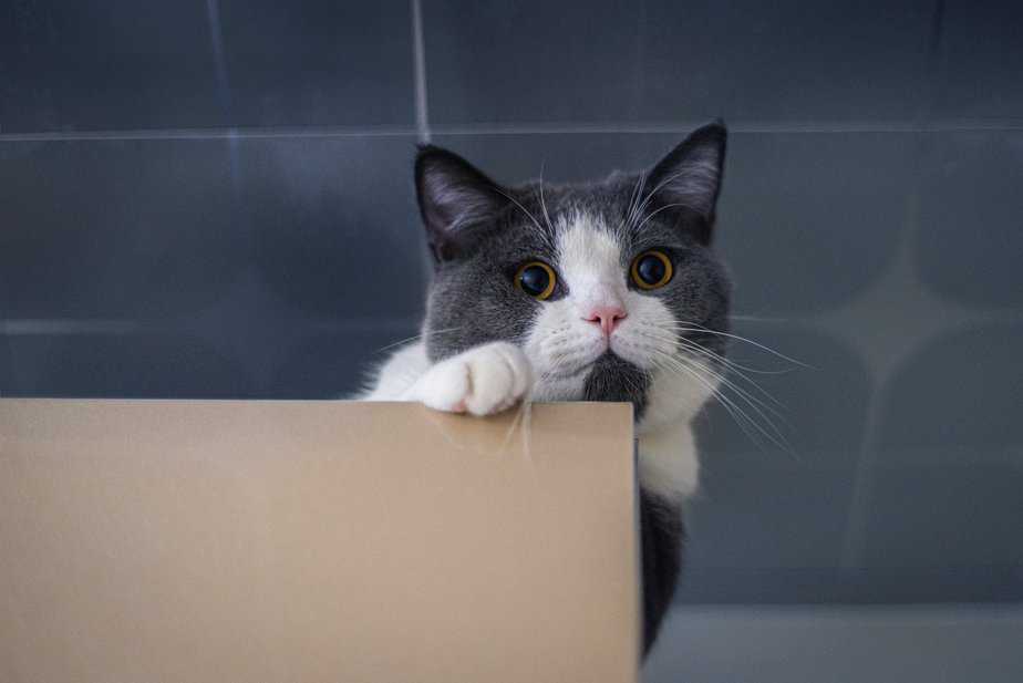 Is Your Cat Eating Cardboard? Here's What It Means!