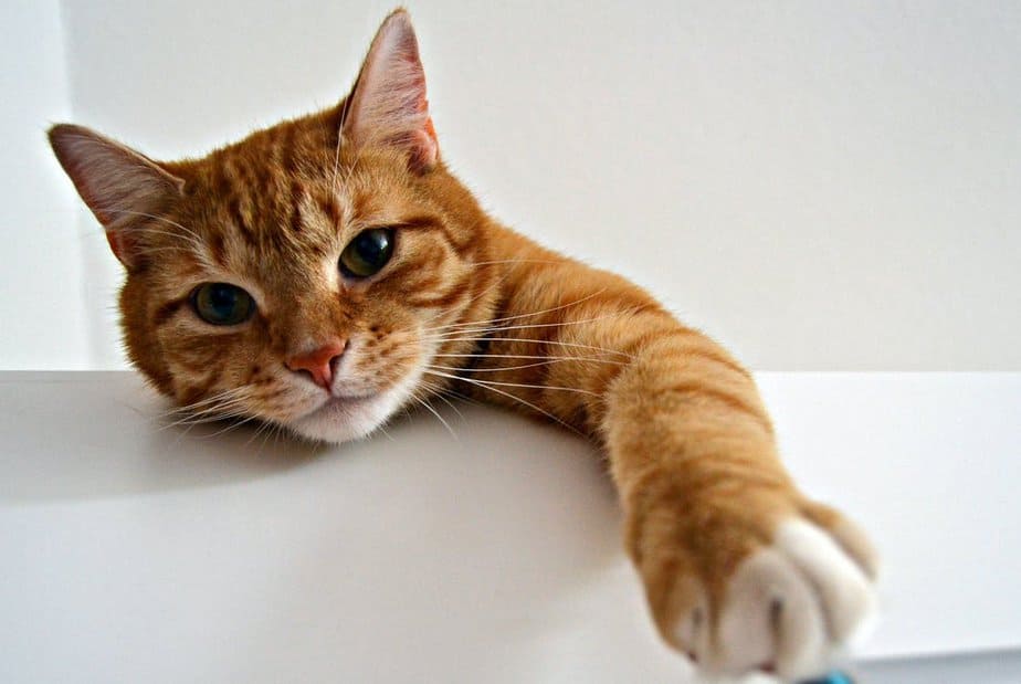 300+ Beautiful Turkish Cat Names And Their Meanings