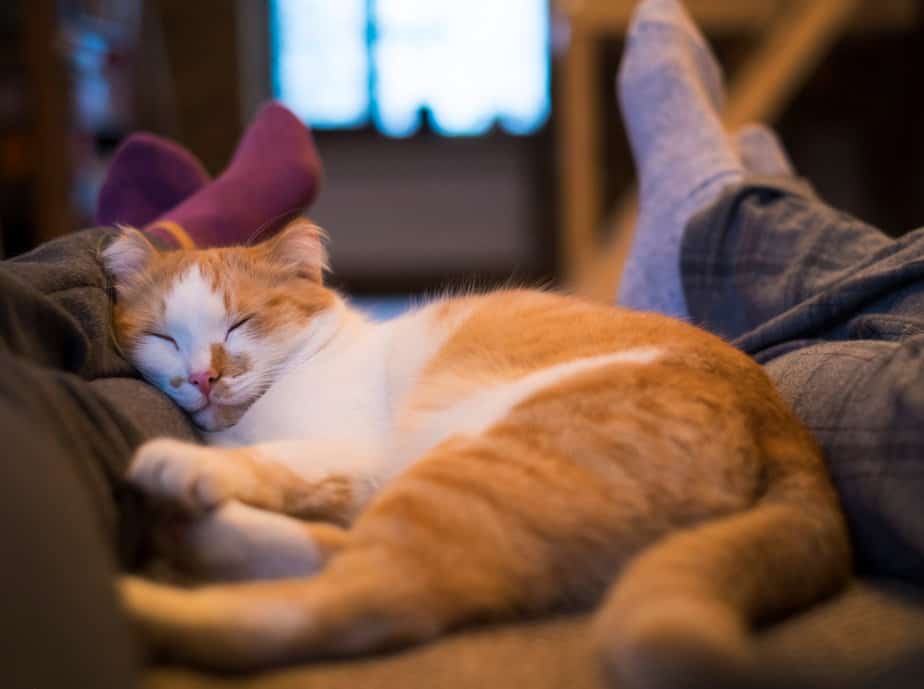Why Does My Cat Sleep Between My Legs? Comfier Than Beds?