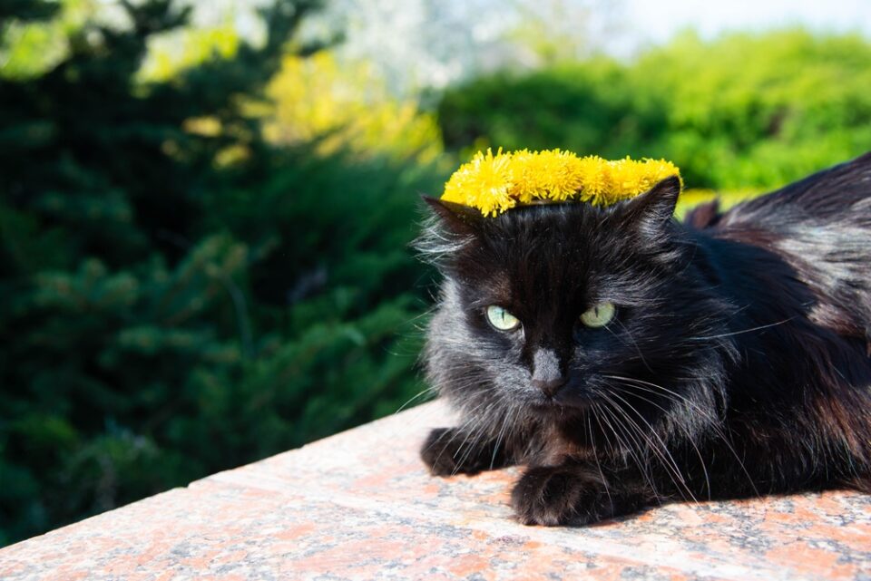 Can Cats Eat Dandelions Are These Garden Weeds Dandy