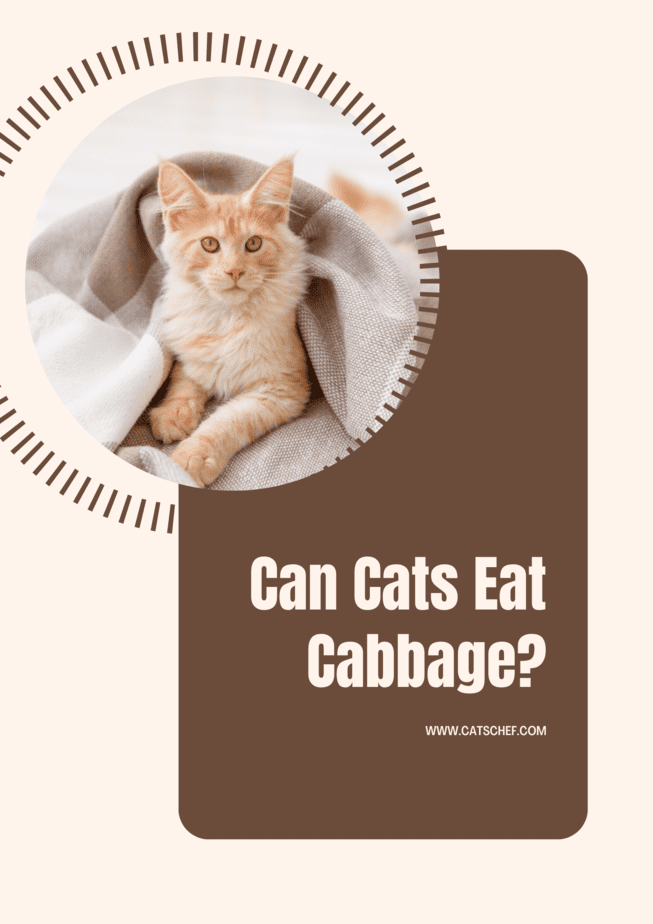 Can Cats Eat Cabbage? You Won't BeLeaf Your Eyes