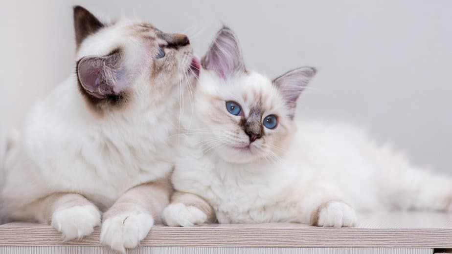 Birman Vs. Ragdoll Breeds That Share The Same Level Of Beauty