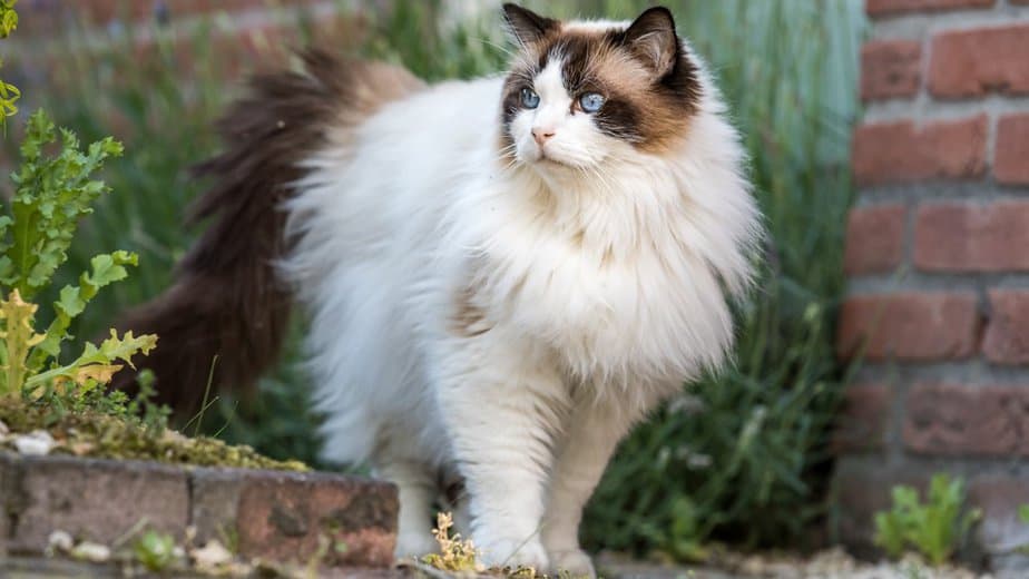6 Ragdoll Cat Behavior Problems Beauty And The Beast?