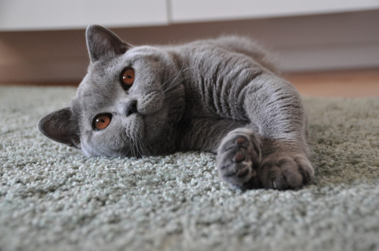 Cat Sleeping With Eyes Open 10 Reasons To Keep An Eye On