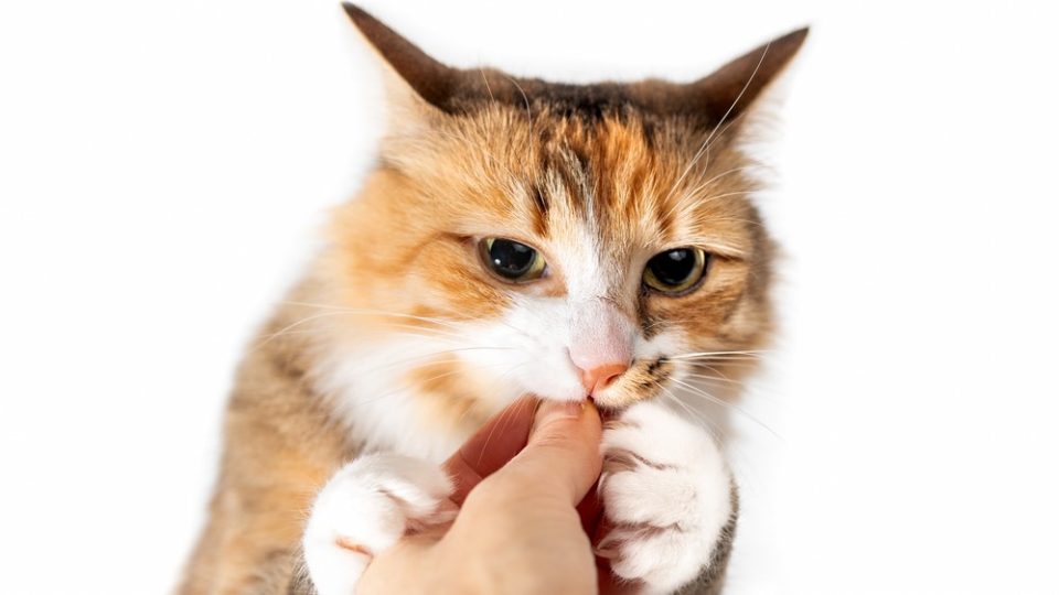 Why Does My Cat Chew On My Fingers? Passion Or Aggression?