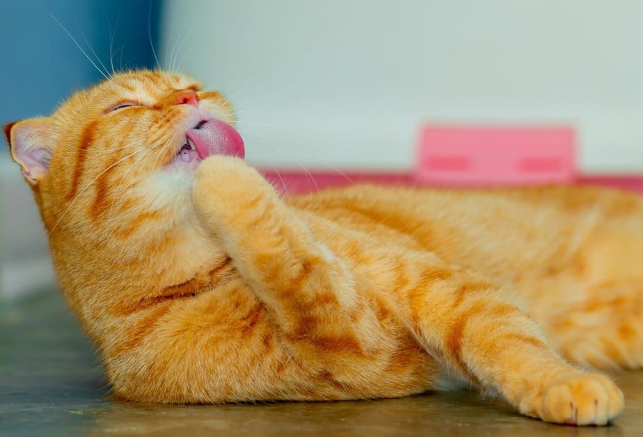 Why Do Cats Like Earwax They Are Such Weirdos...