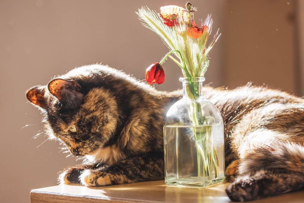 Can Cats Eat Poppy Seeds What Are The Possible Risks