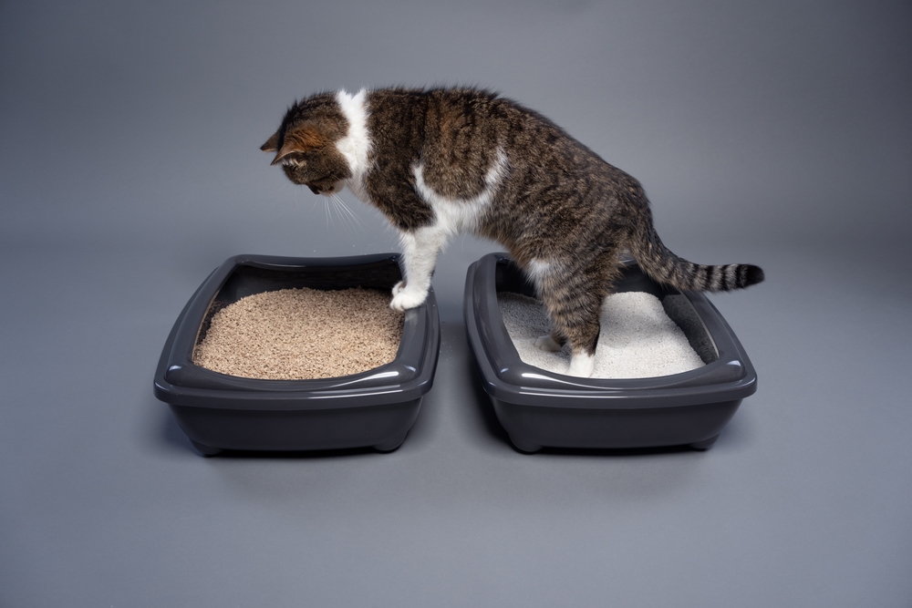 Cat Body Explained Do Cats Pee And Poop At The Same Time?