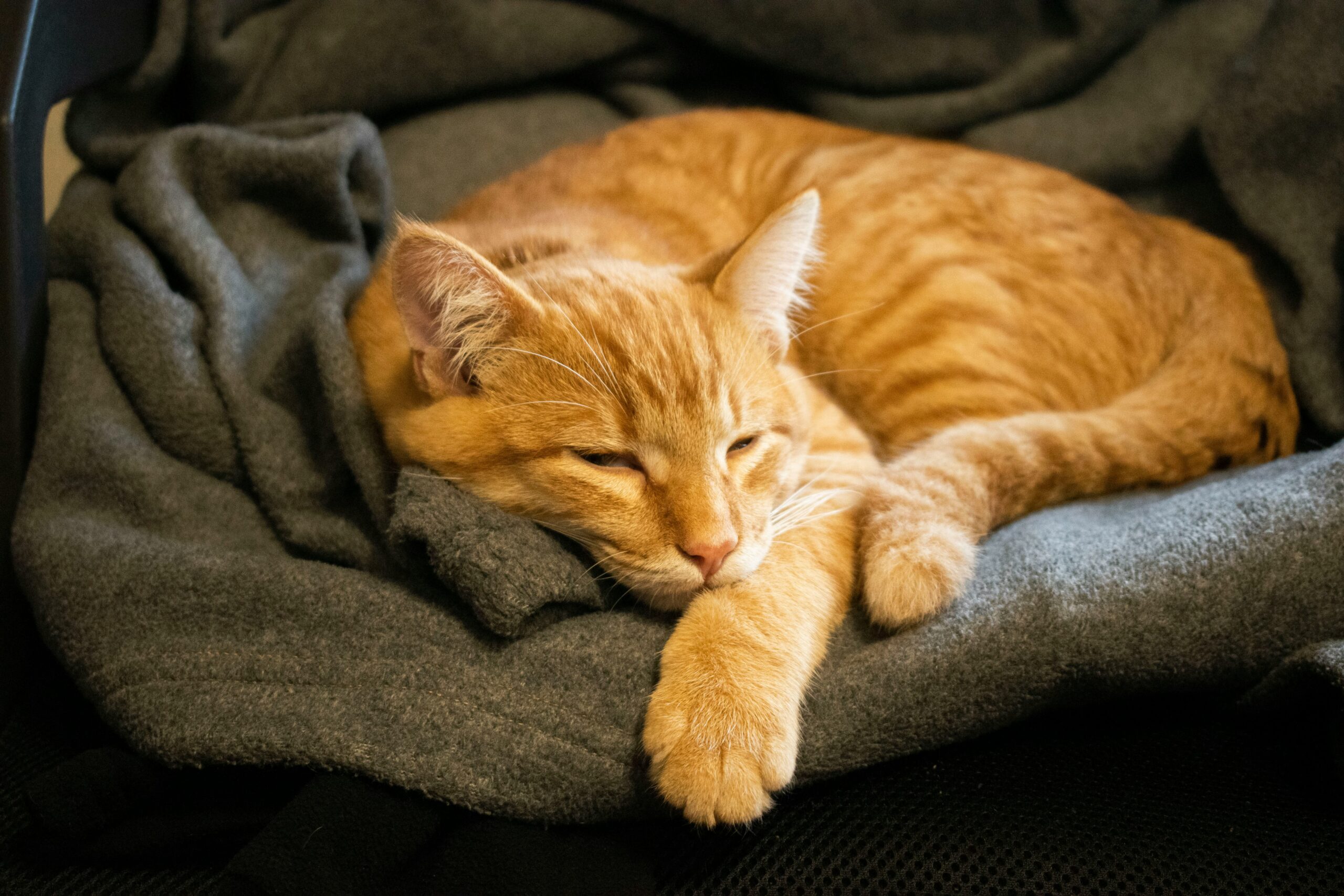 Are Marshmallows Safe for Cats The Truth About This Sweet Treat