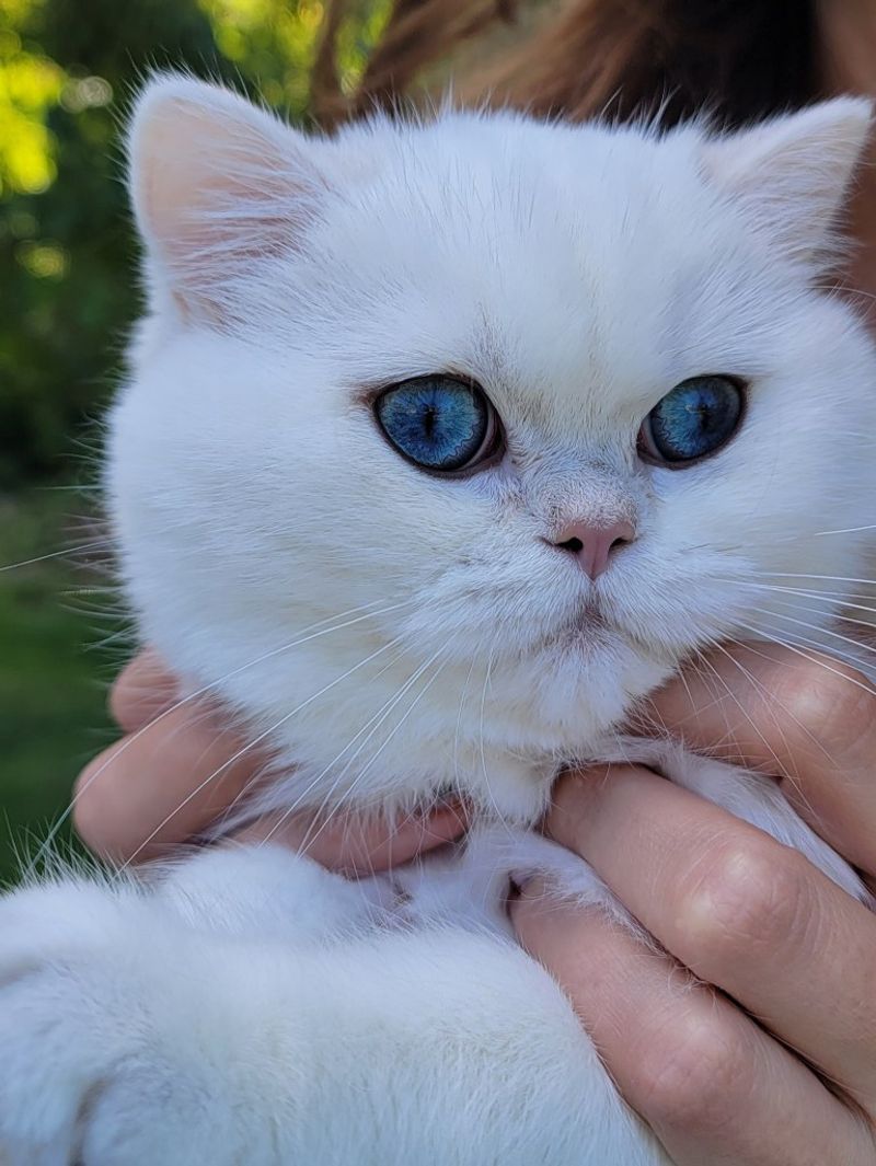 13 Adorable RoundFaced Cats That Will Steal Your Heart
