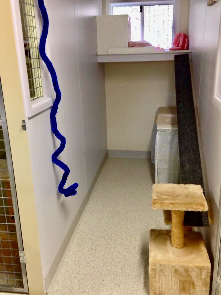 Cat's Cradle Boarding Cattery