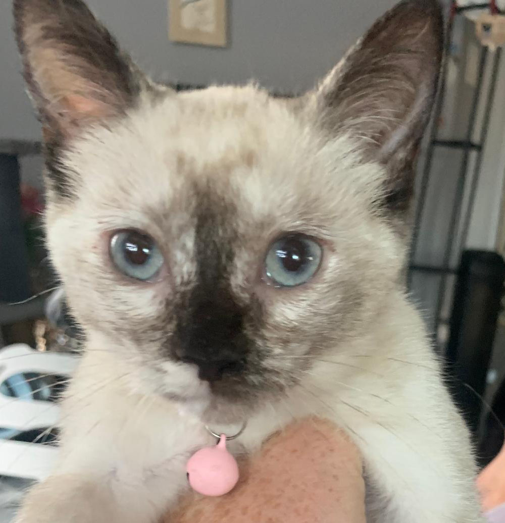 See All Adopted Pets