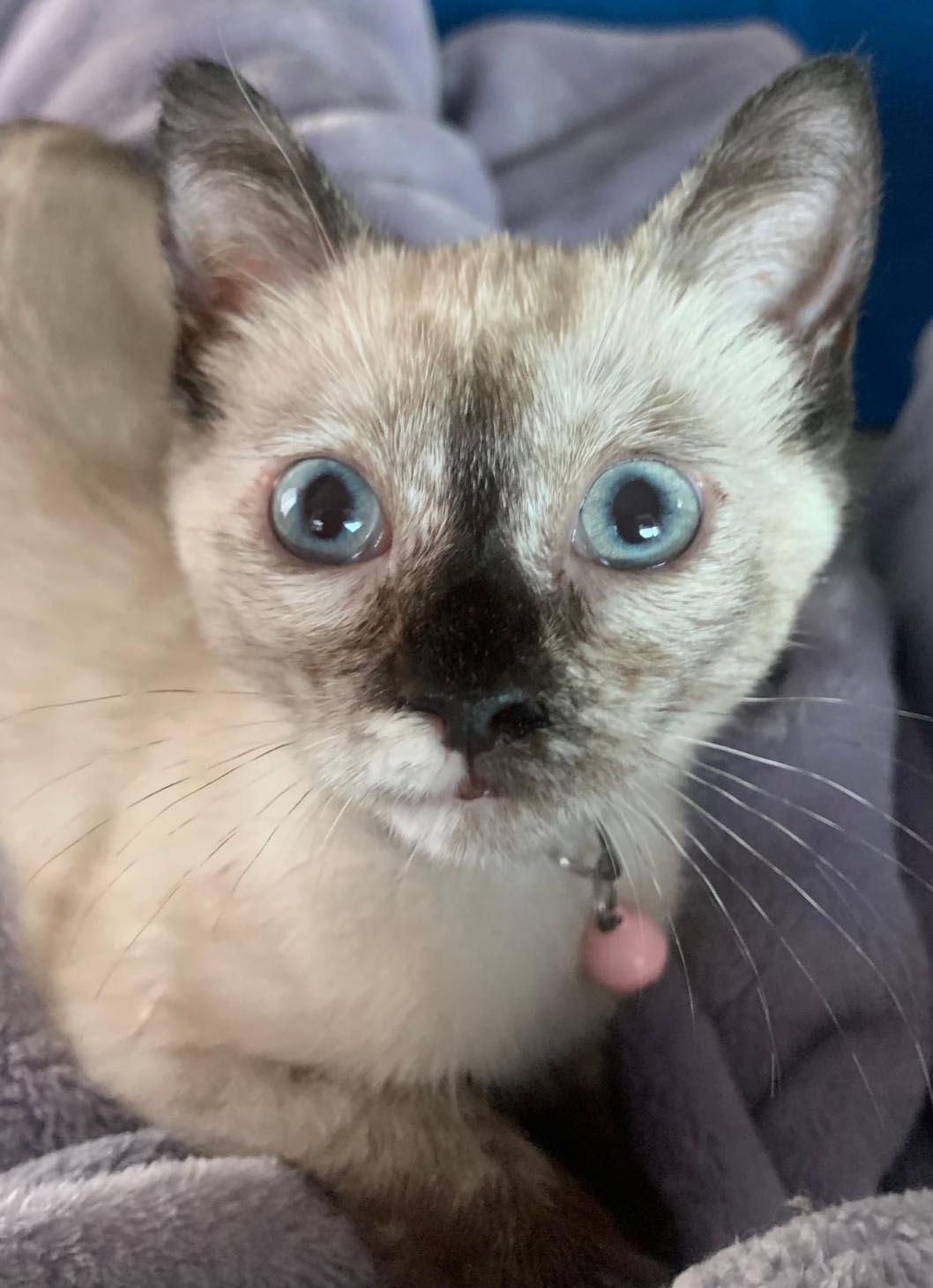 See All Adopted Pets