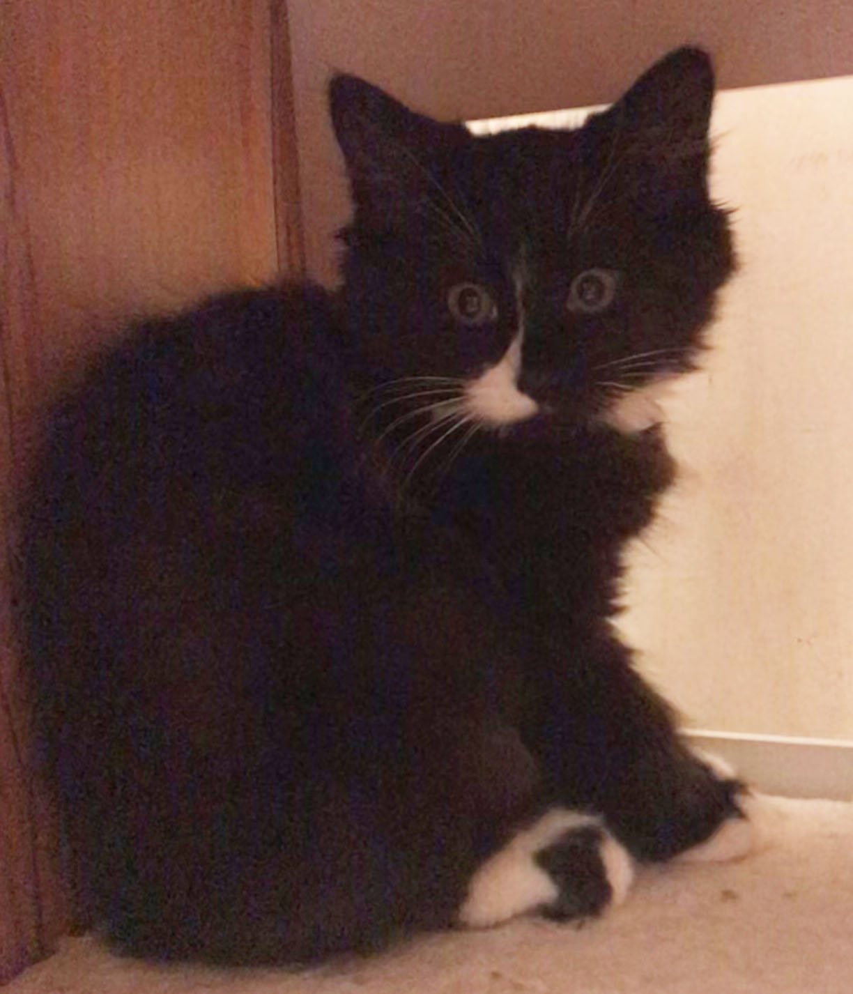 See All Adopted Pets