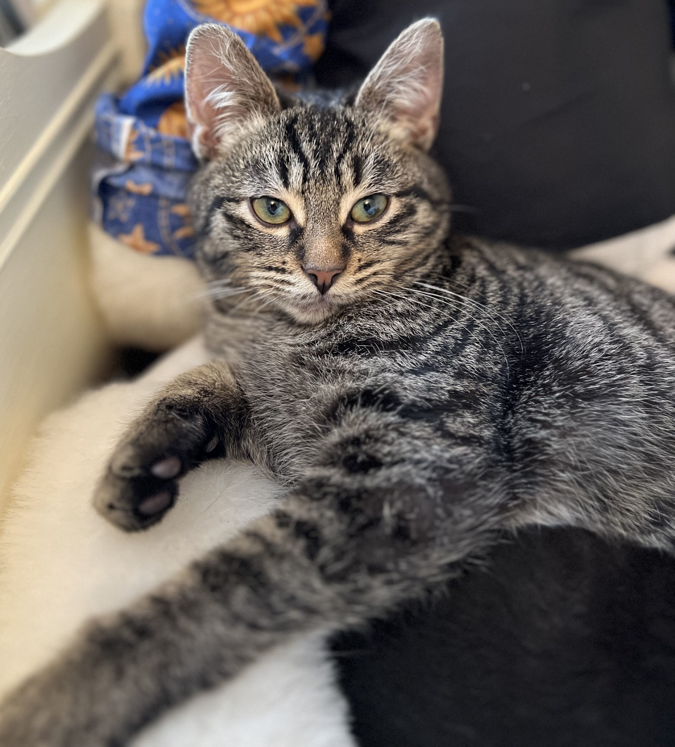 See All Adopted Pets