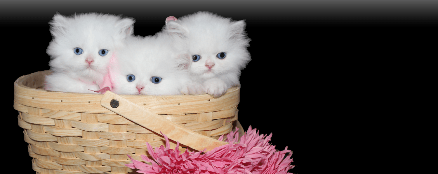 Teacup Kittens for Sale, Persian Kittens Florida, Doll Face