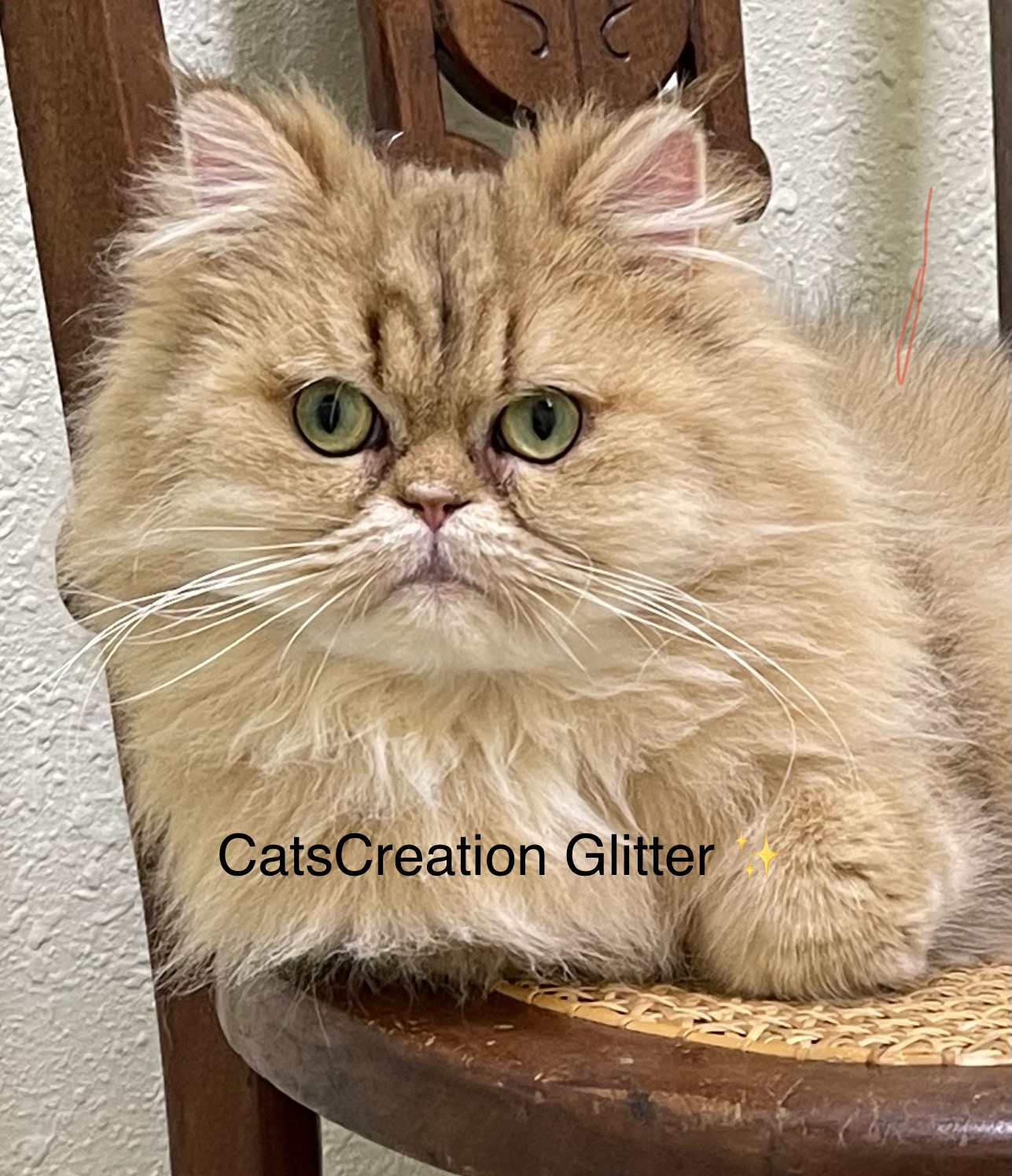 Mommy'sPersian Kittens Florida Cats Creation