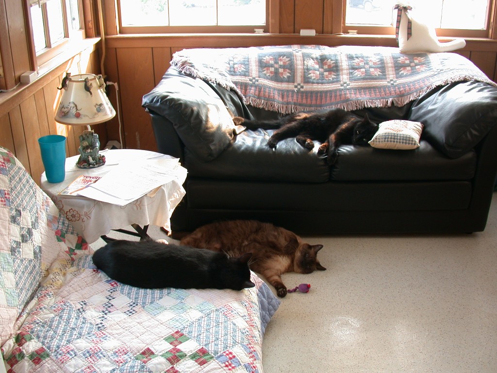 Pet Boarding In Bel Air, MD Cat Sense Feline Hospital