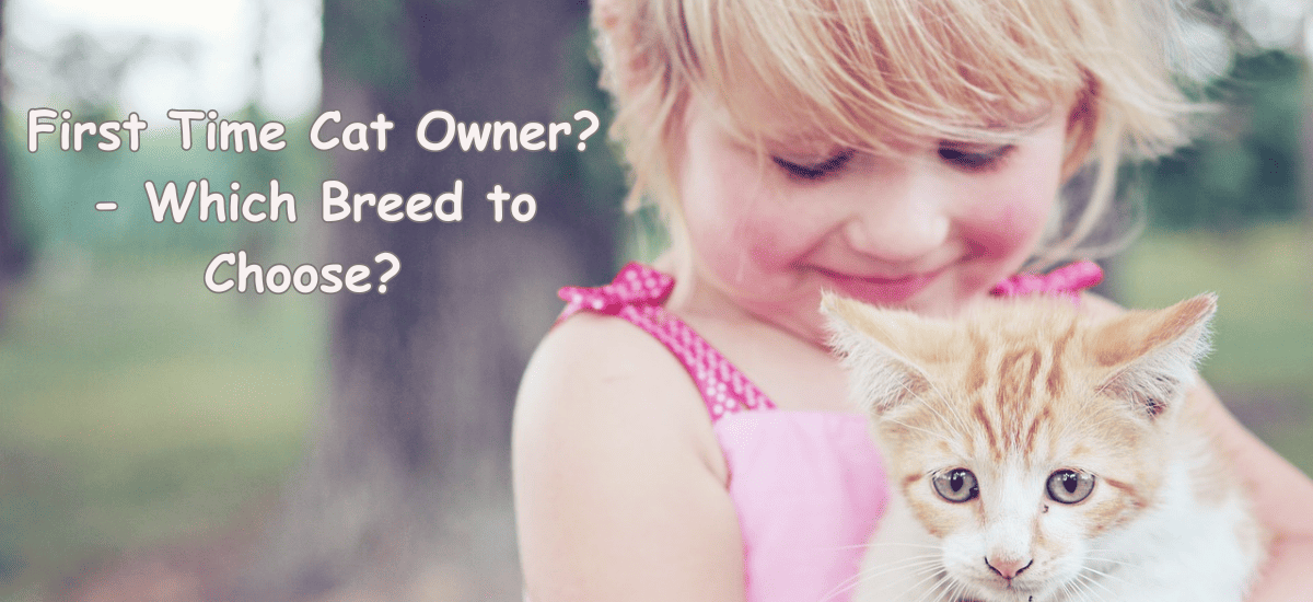 Best Cat Breeds For FirstTime Owners 16 Top Choices!