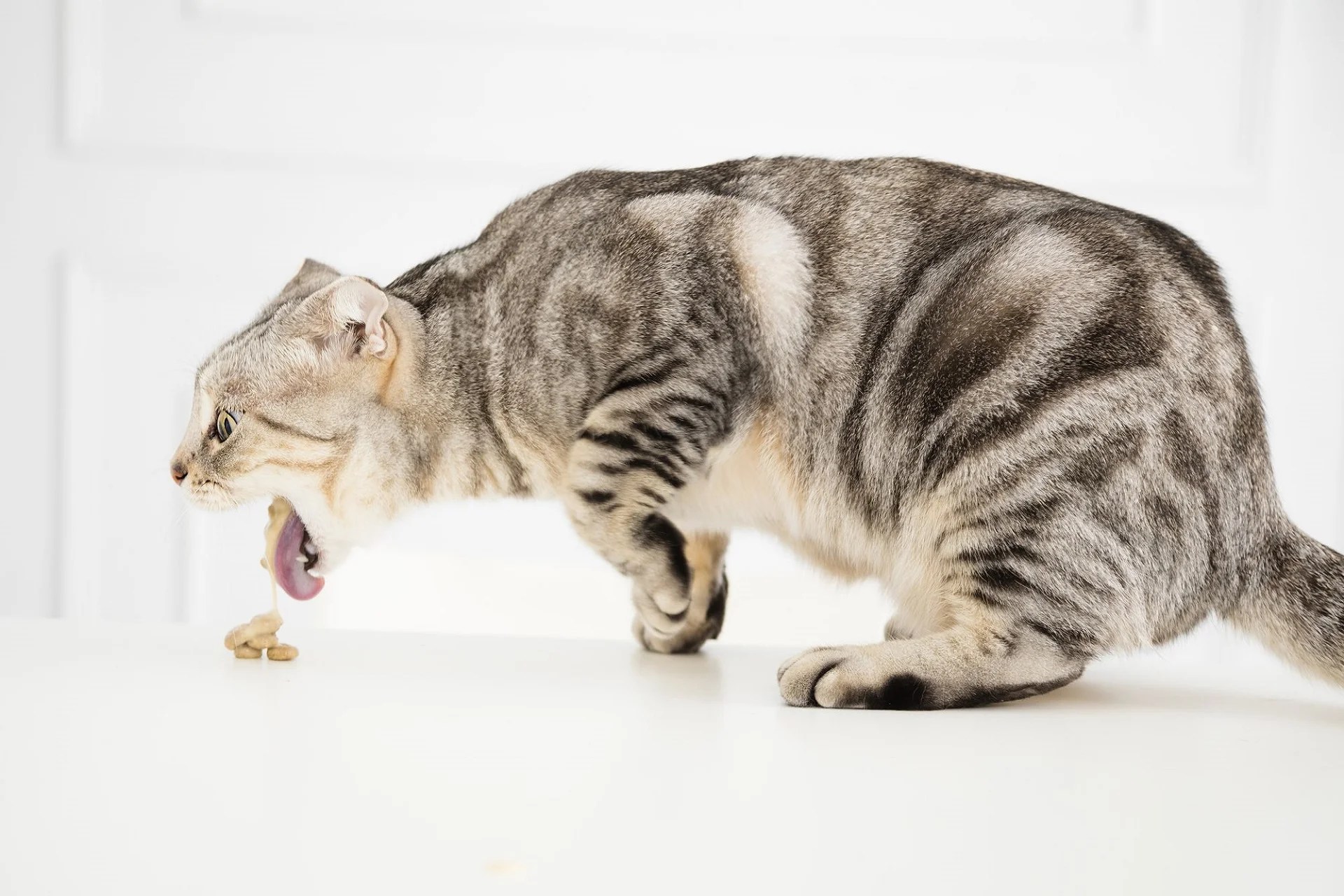 Cat Vomiting Undigested Food Explained Reasons & Solutions
