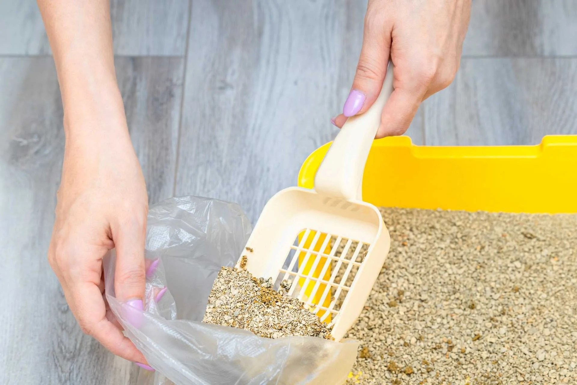 How to dispose of biodegradable cat litter