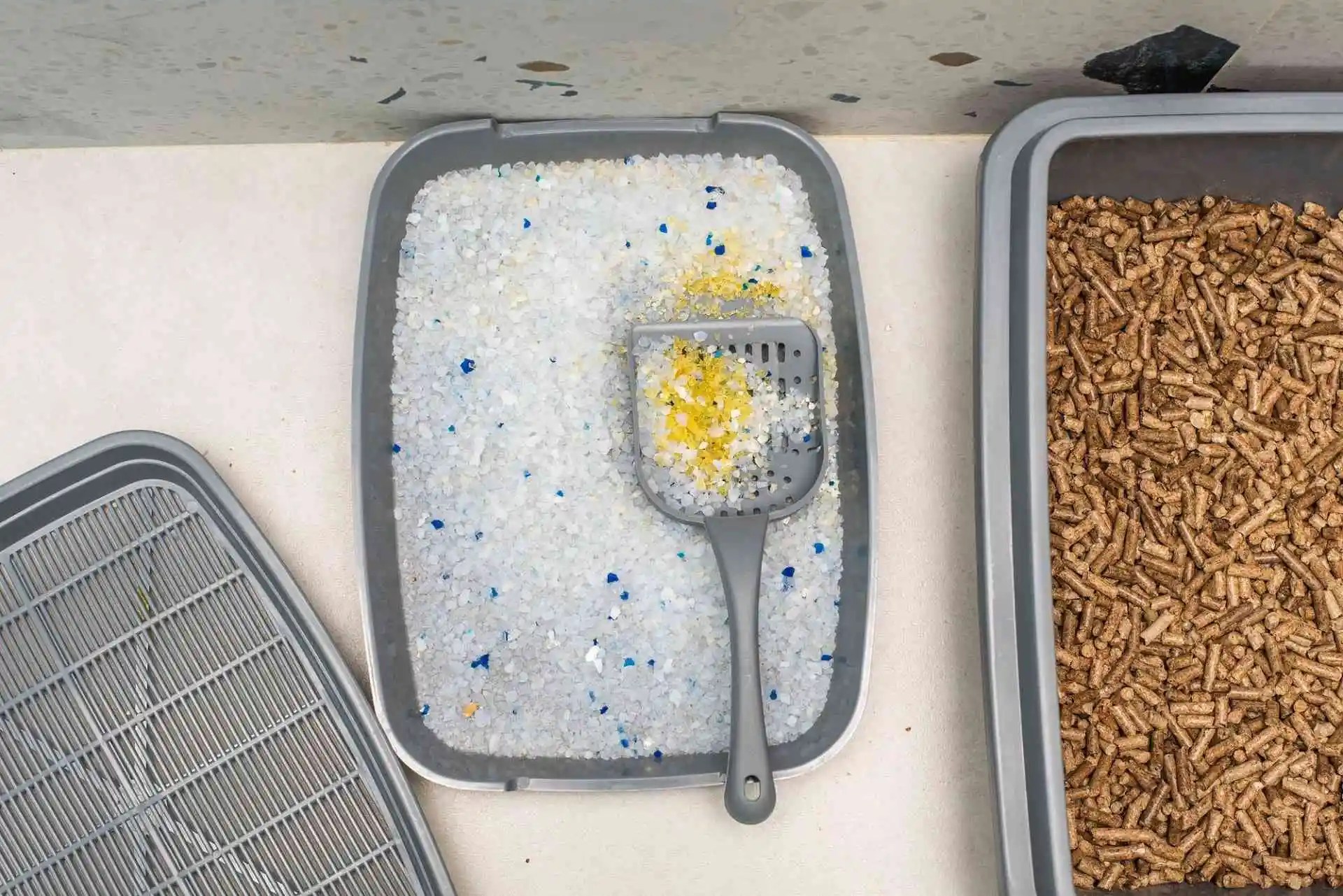 What Type of Cat Litter Is Best for Your Cat?