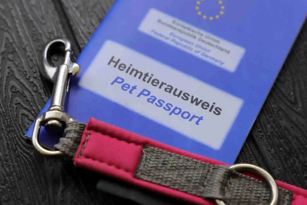 How to travel with a Pregnant Cat Expert Guide & Tips