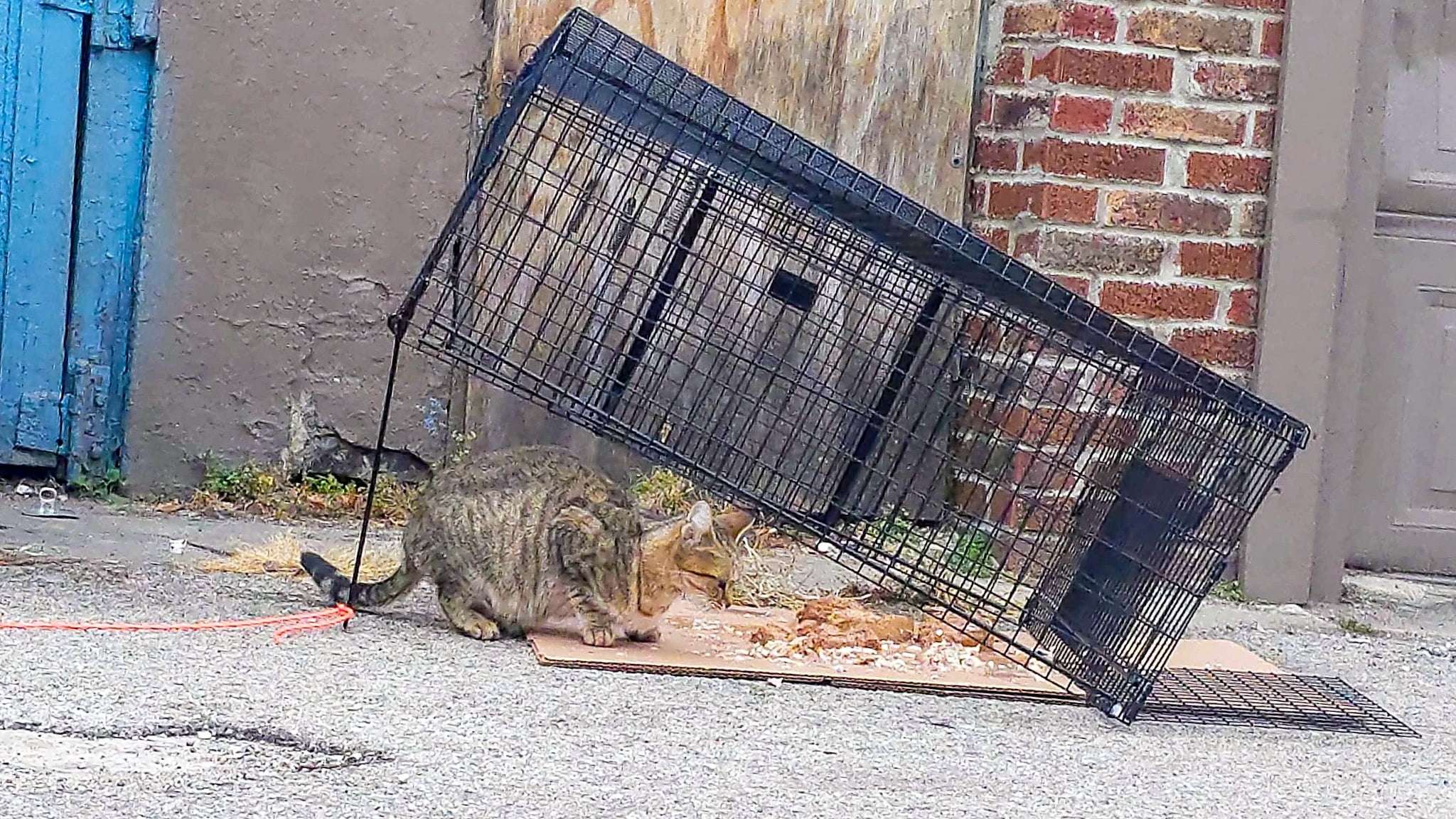 Hard to Trap Stray, Feral, or Outdoor Cats Cats in Action