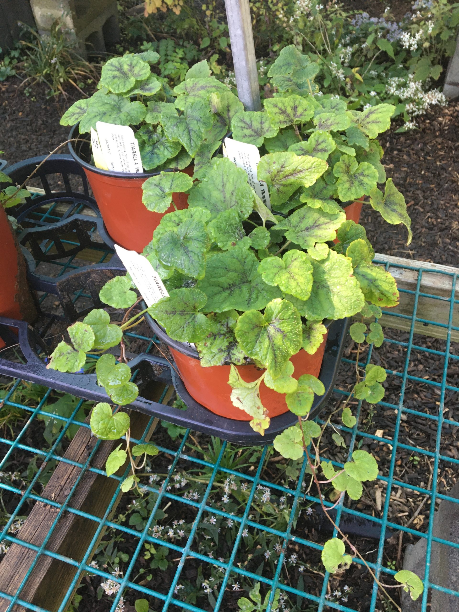 Tiarella cordifolia var. cordifolia ‘Running Tapestry’ Running