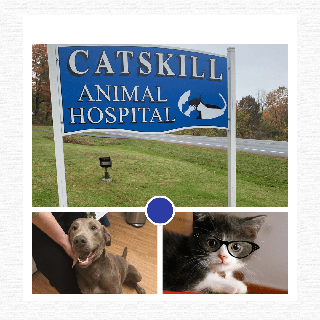 About Catskill Animal Hospital Vet In Catskill, NY 12414