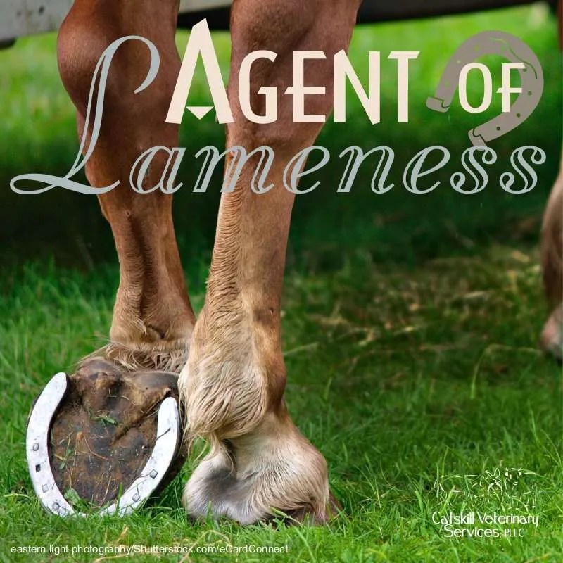 Lameness in Horses Catskill Veterinary Services, PLLC