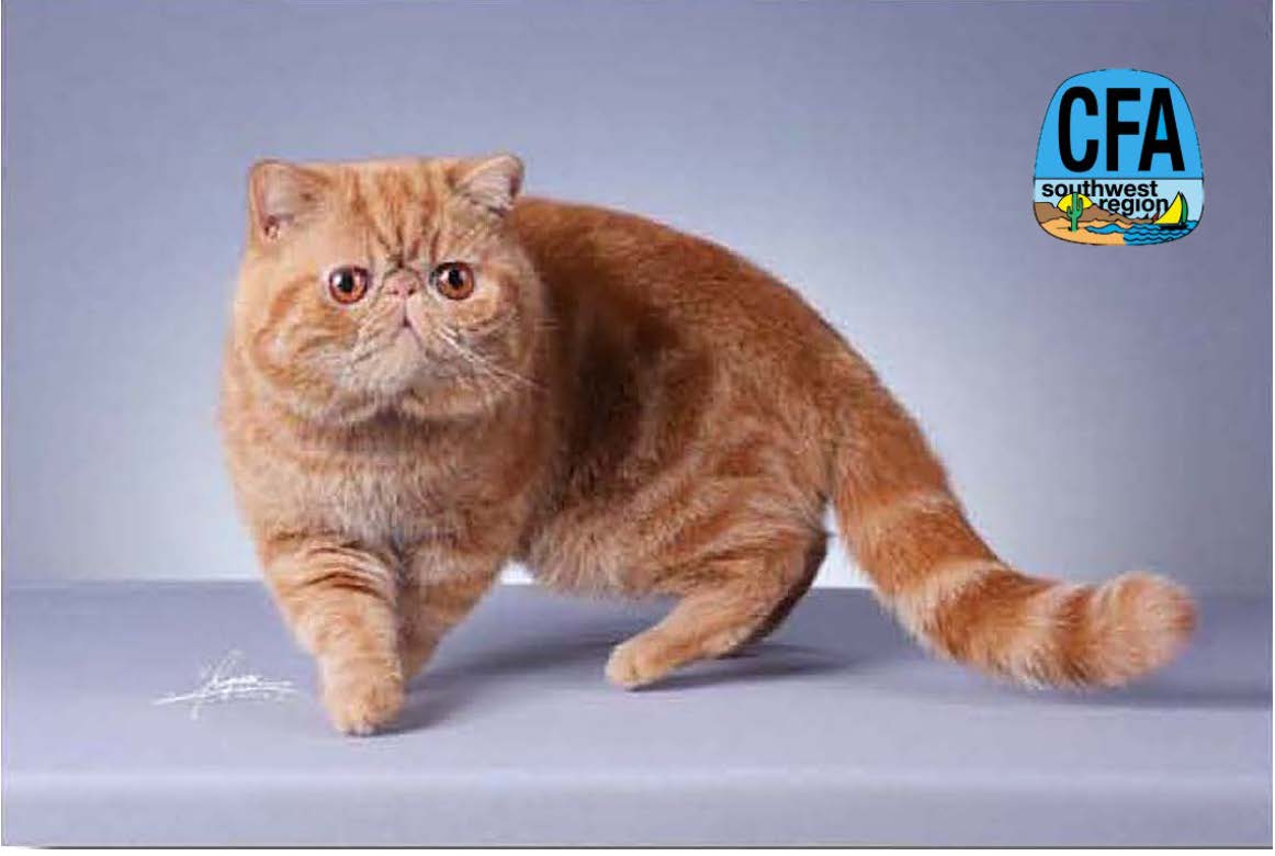 CatsLA Southern California Cat Shows Cat Shows in Los Angeles and