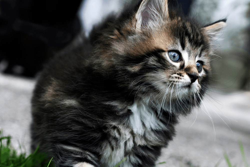 Everything You Need To Know About The Norwegian Forest Cat CatSmart
