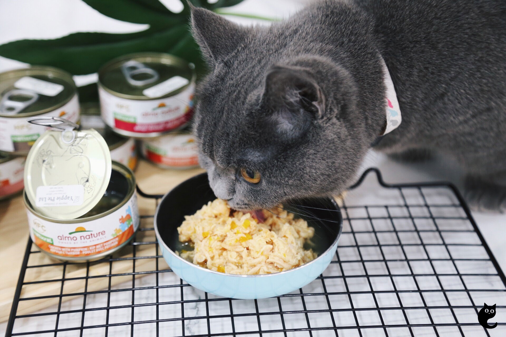 Almo Nature, HumanGrade Cat Food For Your Feline CatSmart Singapore