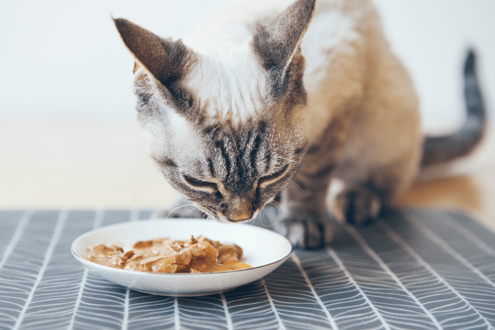 How to help your cat live a long and healthy life CatSmart Singapore