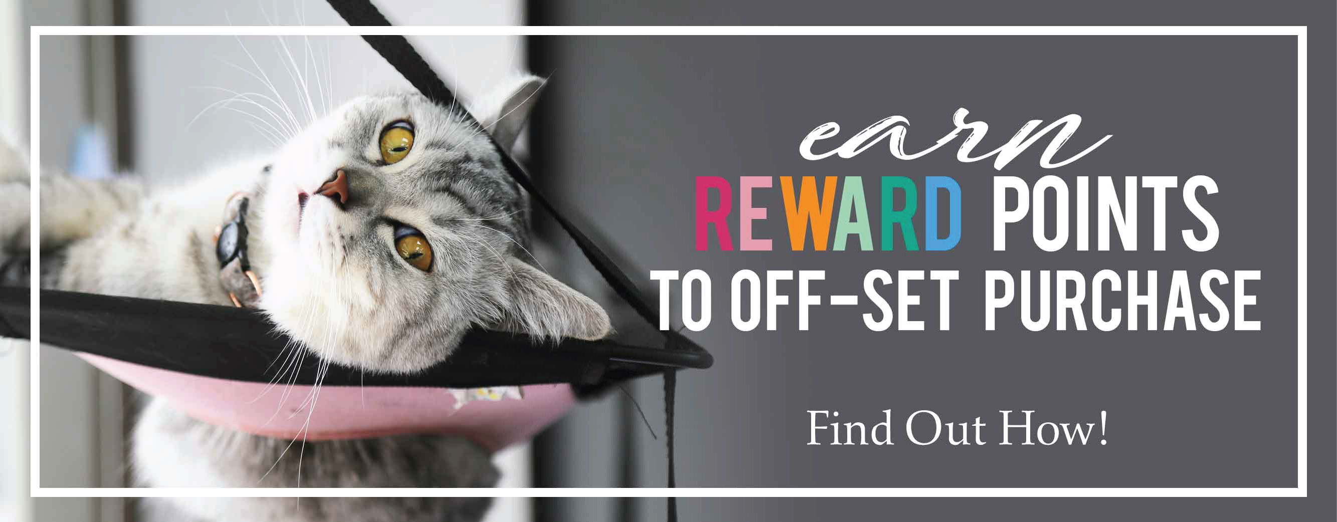 Pet Shops Near Me That Sell Cats Pet's Gallery