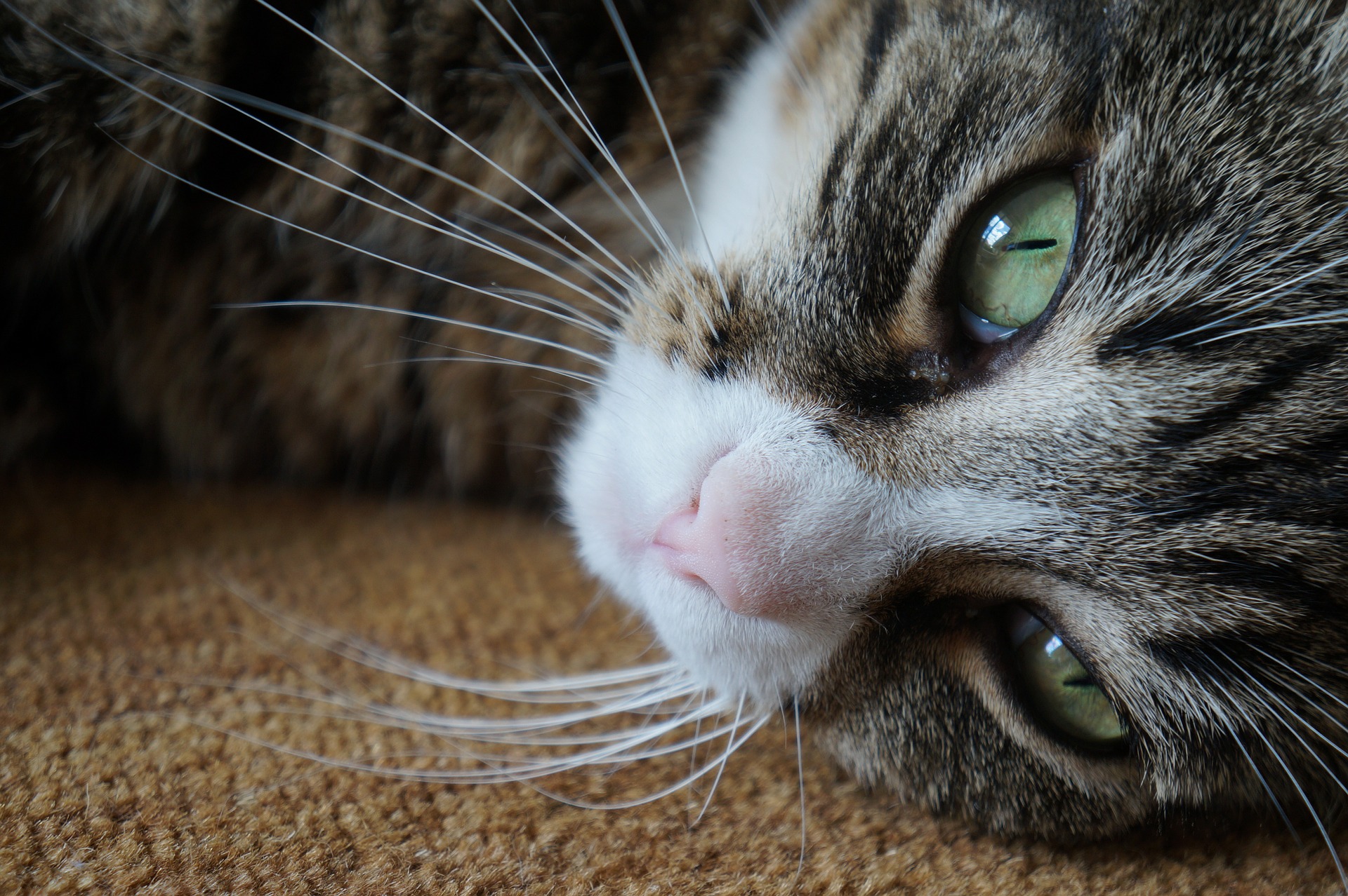 Cats have glands at various locations around their. Why Do Cats Meow: Understand the Behavior