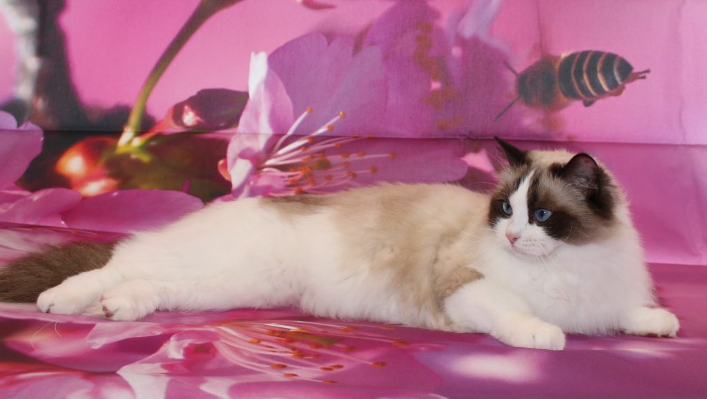 Vanitydoll Ragdolls Registered Ragdoll breeder