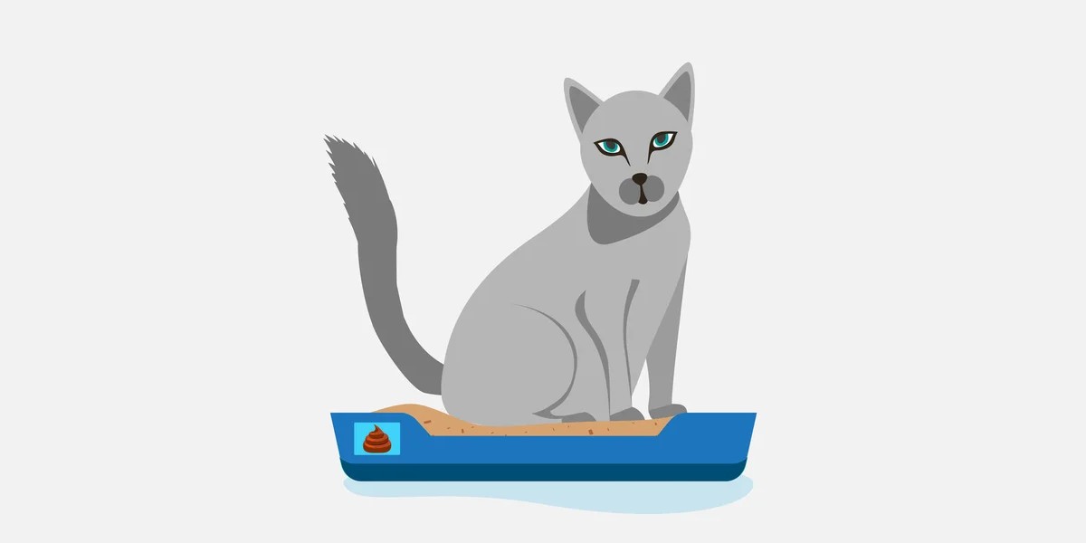 Cat Litter Cats of Cape Town