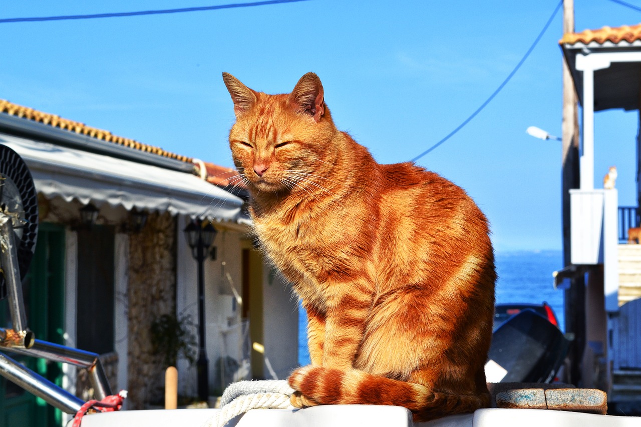 Summer Safety The Best Sunscreen For The Cats Of Cape Town Cats of