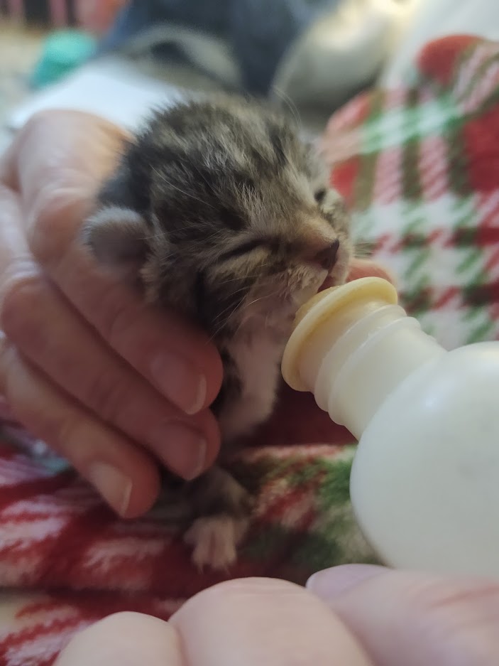 Donation Cats of Davidson