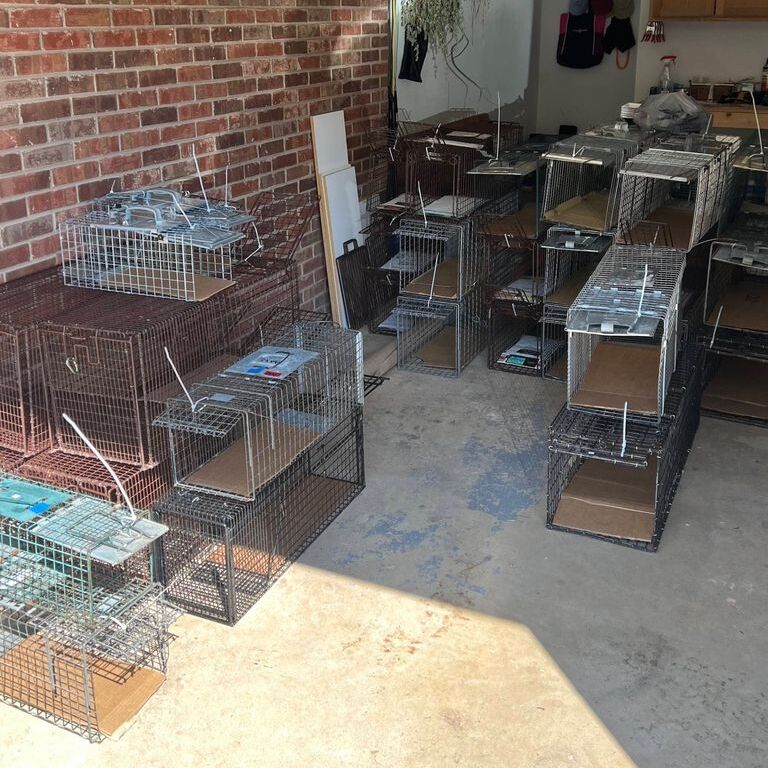 TNR Cats of Davidson