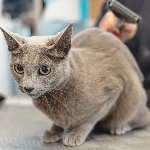 Feline Grooming In Scarborough, ME 04074 Cats On Call