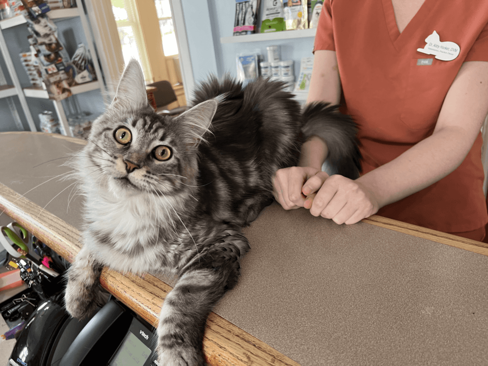 Scarborough, ME 04074 Veterinary Services Cats On Call