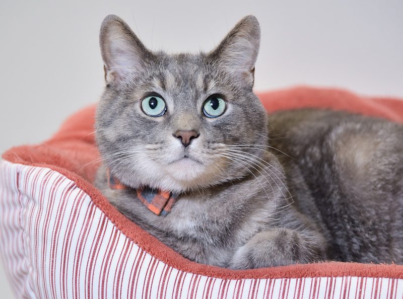 Why Choosing an Independently Owned Veterinary Hospital, like Cats Only