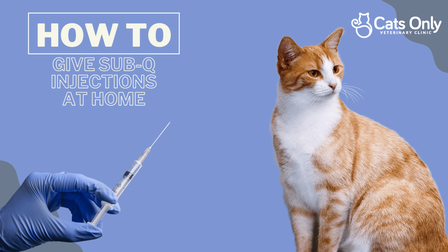 Cat Injections Cats Only Veterinary Clinic