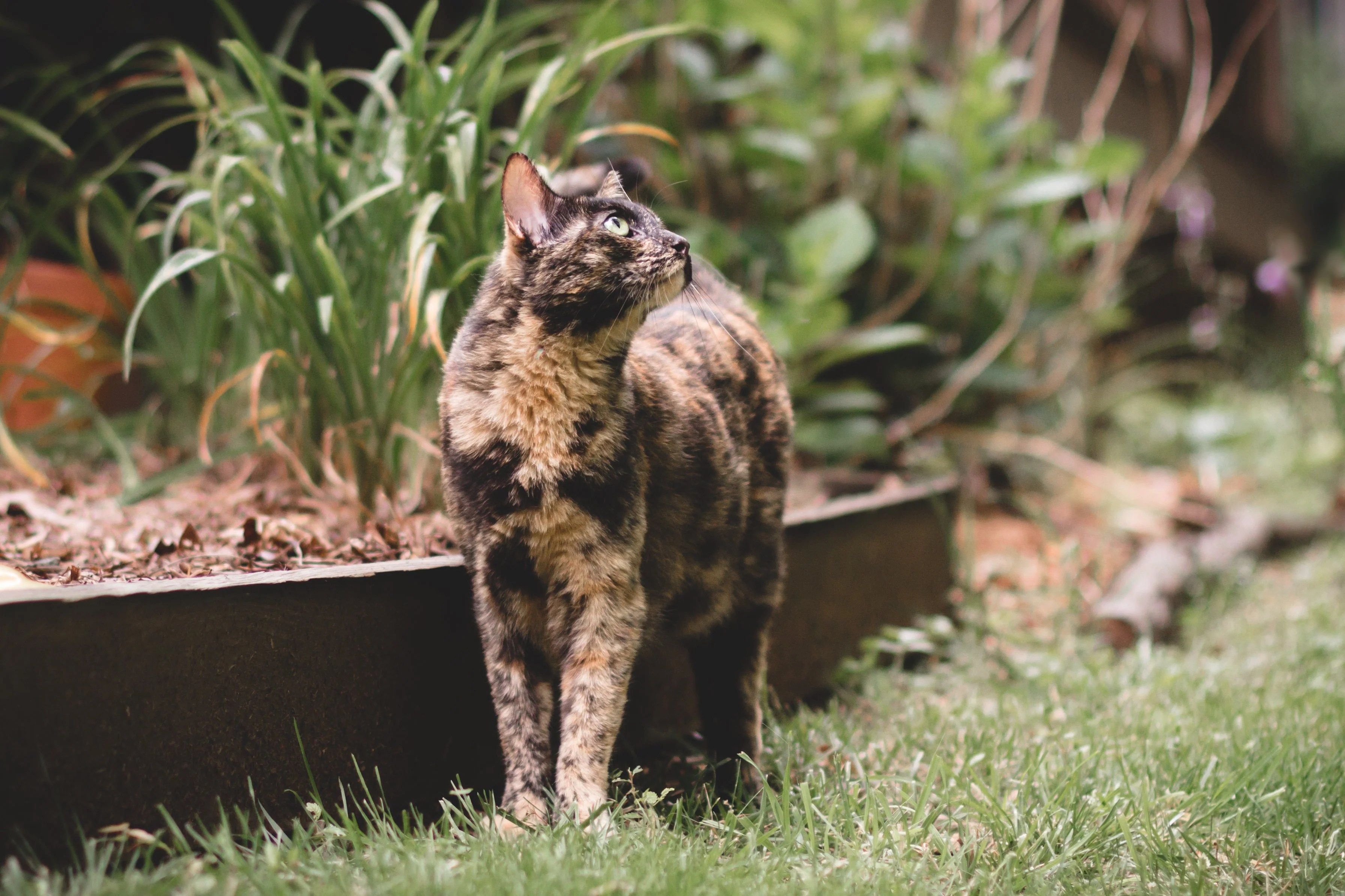 compostlitter CatSpot Litter