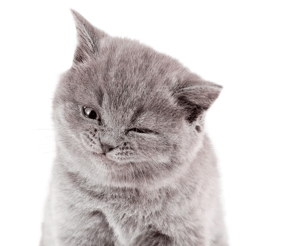 Special Offers Cat's Pride