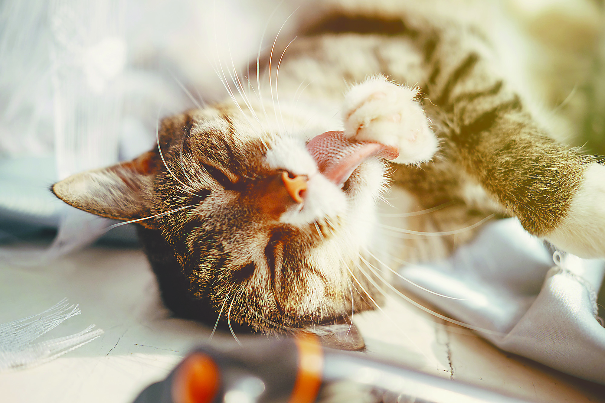 Pets The selfcleaning cat Cats Universe Everything Cats/Kittens