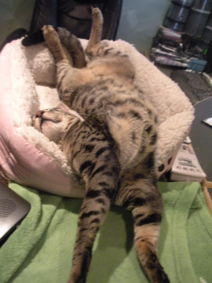 Why cats purr CatTamboo® Pet Toys